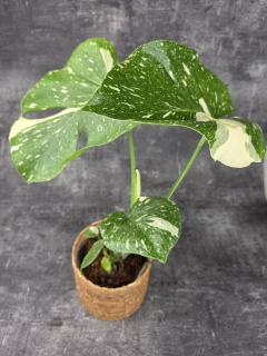 Monstera Thai Constellation 14 cm